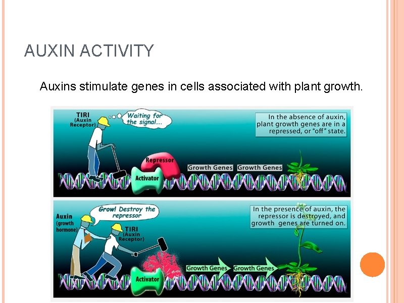 AUXIN ACTIVITY Auxins stimulate genes in cells associated with plant growth. 