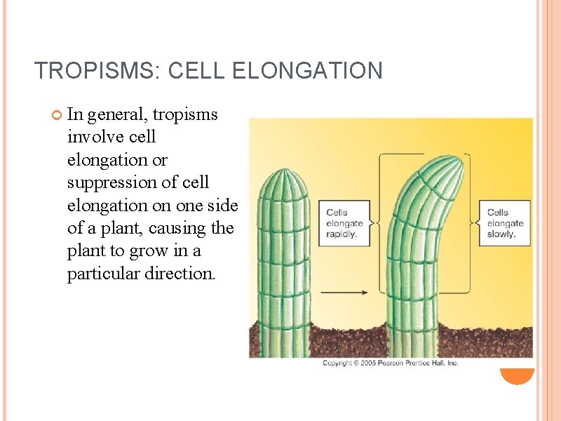 TROPISMS: CELL ELONGATION In general, tropisms involve cell elongation or suppression of cell elongation