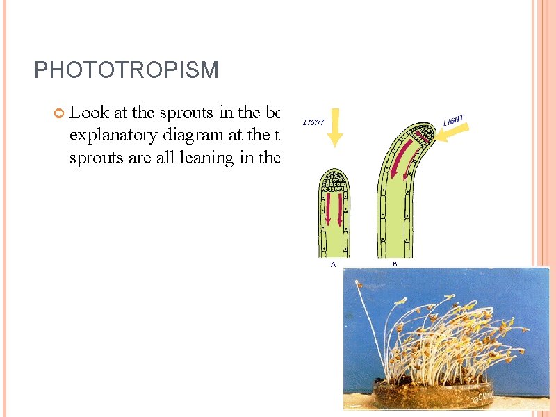 PHOTOTROPISM Look at the sprouts in the bottom picture and the explanatory diagram at