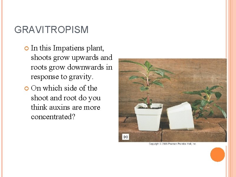 GRAVITROPISM In this Impatiens plant, shoots grow upwards and roots grow downwards in response