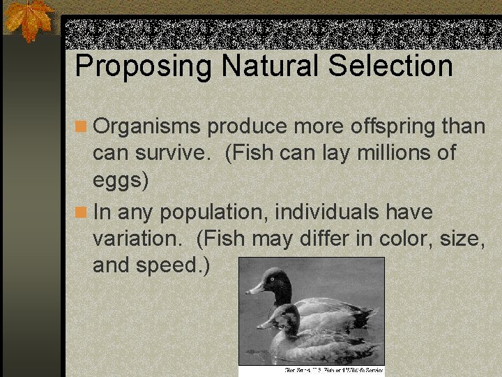 Proposing Natural Selection n Organisms produce more offspring than can survive. (Fish can lay
