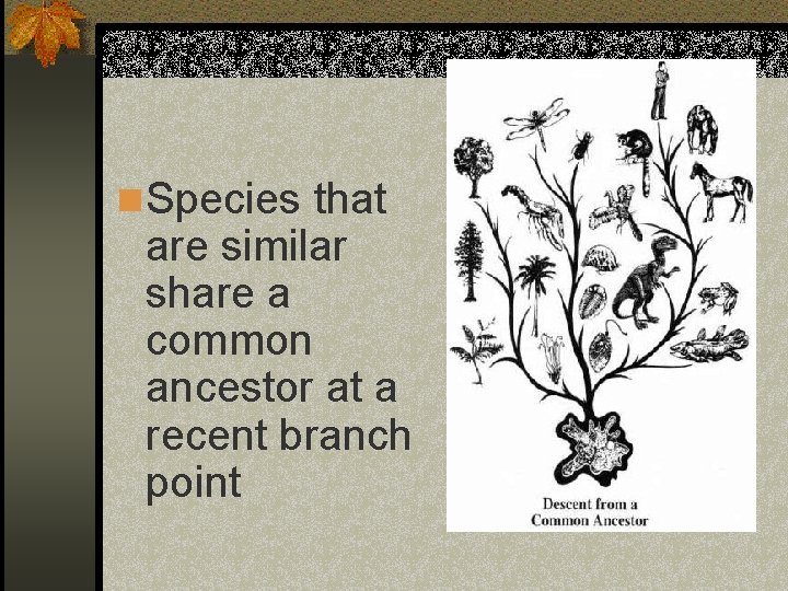 n Species that are similar share a common ancestor at a recent branch point
