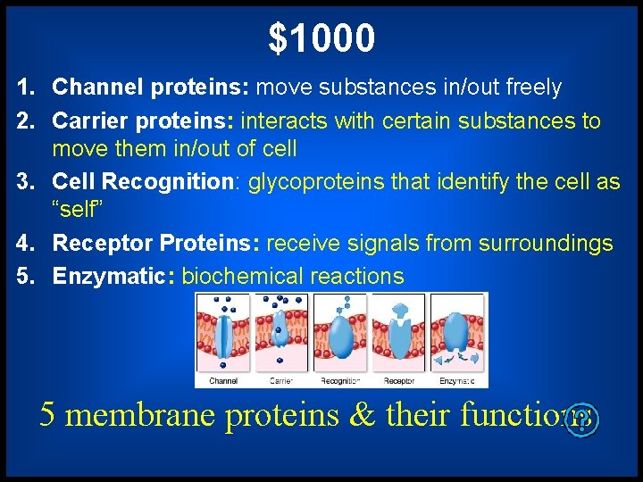 $1000 1. Channel proteins: move substances in/out freely 2. Carrier proteins: interacts with certain