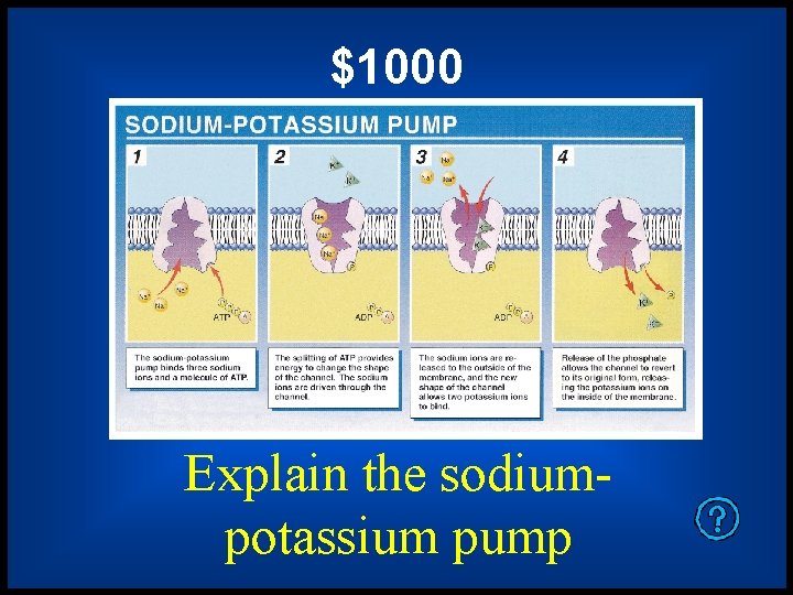 $1000 Explain the sodiumpotassium pump 