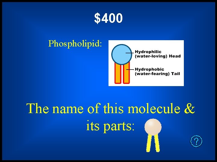 $400 Phospholipid: The name of this molecule & its parts: 