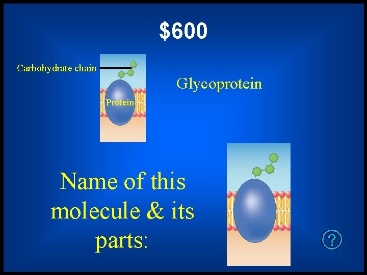 $600 Carbohydrate chain Glycoprotein Protein Name of this molecule & its parts: 