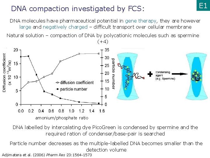 DNA compaction investigated by FCS: E 1 DNA molecules have pharmaceutical potential in gene