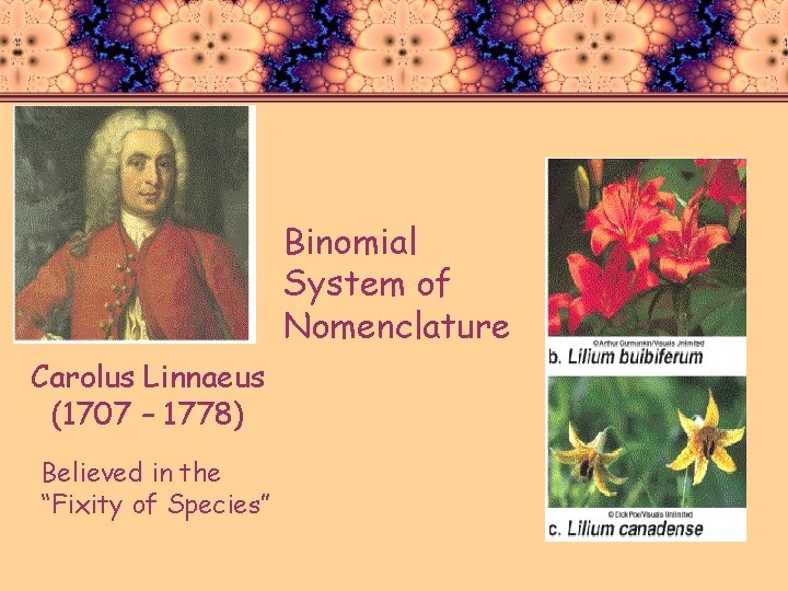 Binomial System of Nomenclature Carolus Linnaeus (1707 – 1778) Believed in the “Fixity of