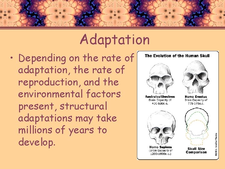 Adaptation • Depending on the rate of adaptation, the rate of reproduction, and the