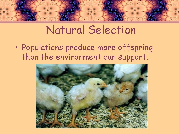 Natural Selection • Populations produce more offspring than the environment can support. 