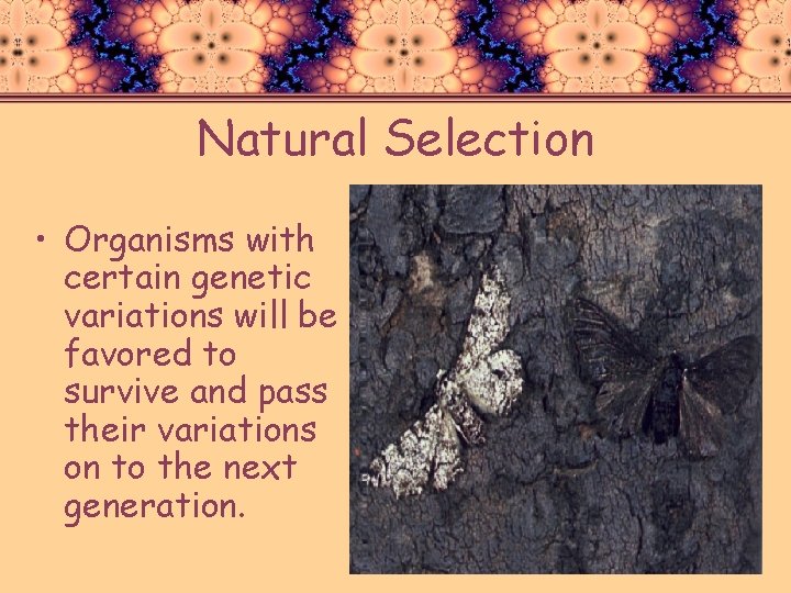 Natural Selection • Organisms with certain genetic variations will be favored to survive and