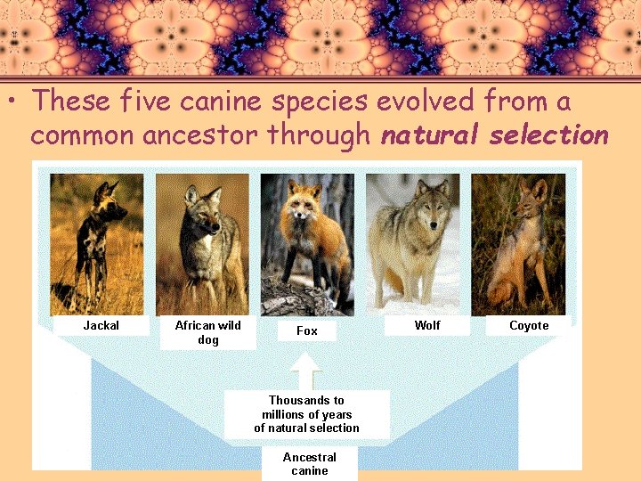  • These five canine species evolved from a common ancestor through natural selection