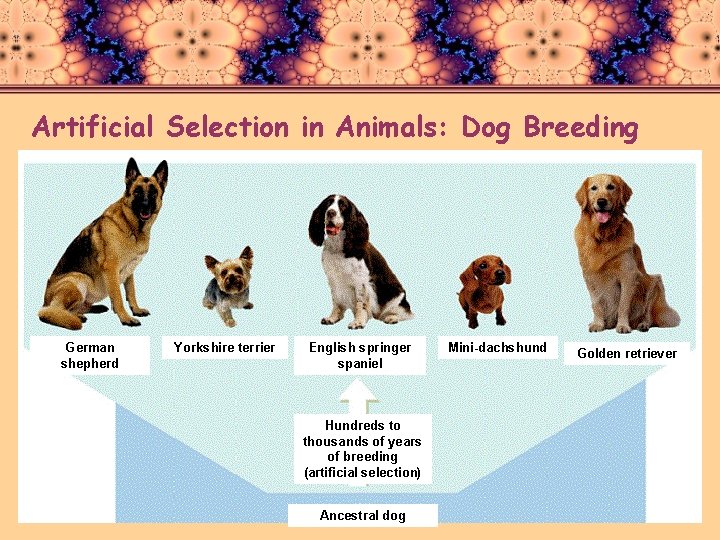 Artificial Selection in Animals: Dog Breeding German shepherd Yorkshire terrier English springer spaniel Hundreds