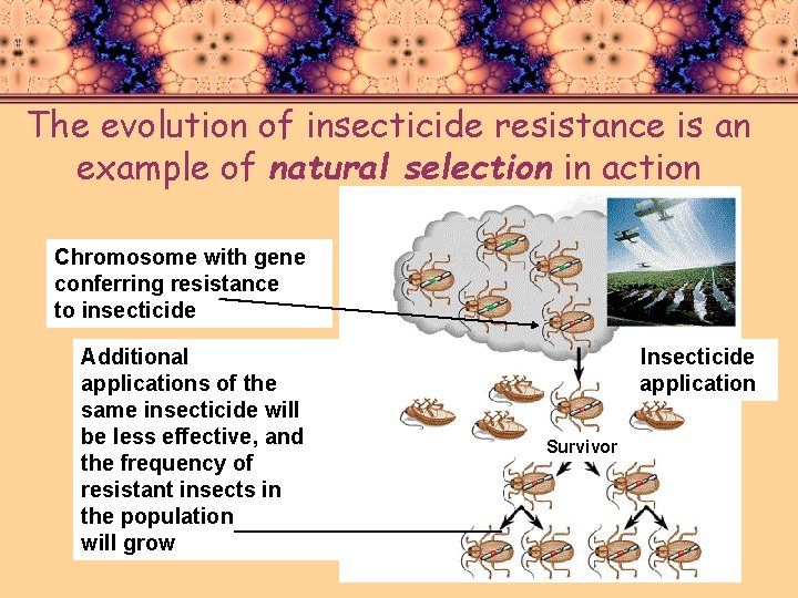 The evolution of insecticide resistance is an example of natural selection in action Chromosome