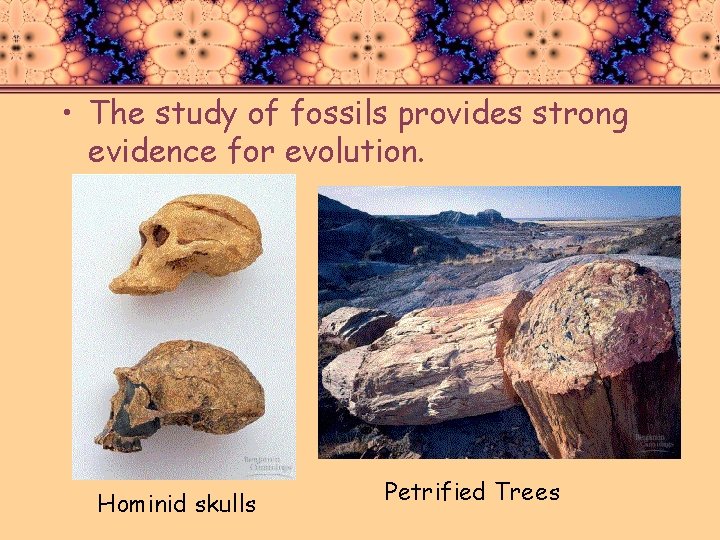  • The study of fossils provides strong evidence for evolution. Hominid skulls Petrified