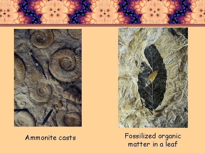 Ammonite casts Fossilized organic matter in a leaf 