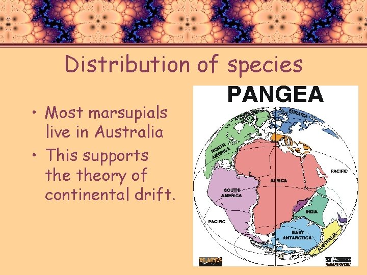 Distribution of species • Most marsupials live in Australia • This supports theory of