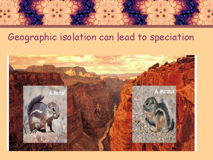 Geographic isolation can lead to speciation 