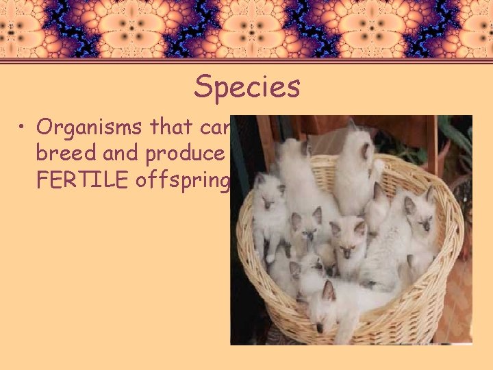 Species • Organisms that can breed and produce FERTILE offspring. 