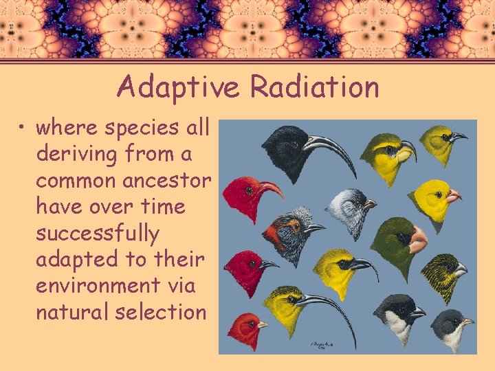 Adaptive Radiation • where species all deriving from a common ancestor have over time