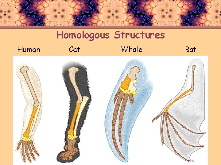 Homologous Structures Human Cat Whale Bat 