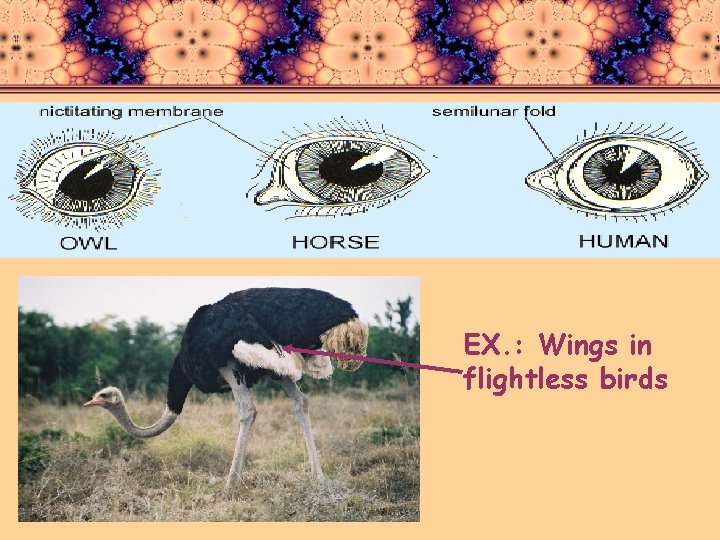 EX. : Wings in flightless birds 