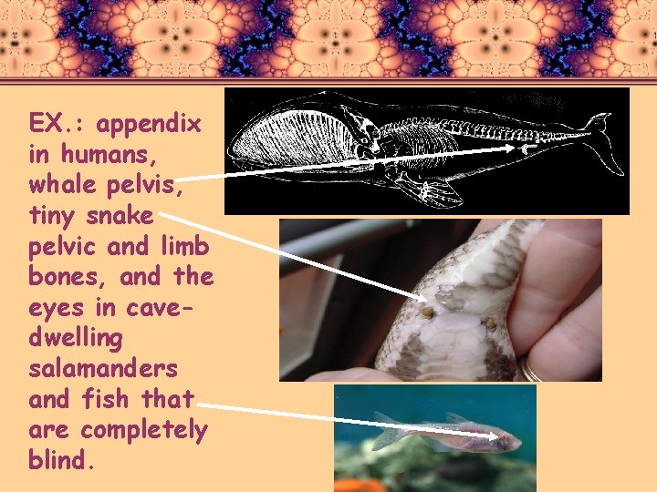 EX. : appendix in humans, whale pelvis, tiny snake pelvic and limb bones, and