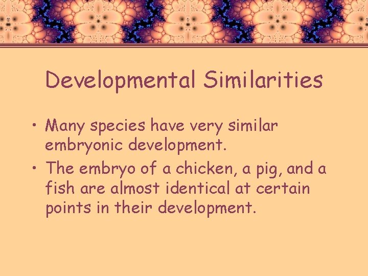 Developmental Similarities • Many species have very similar embryonic development. • The embryo of