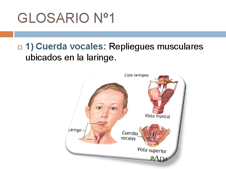 GLOSARIO Nº 1 1) Cuerda vocales: Repliegues musculares ubicados en la laringe. 