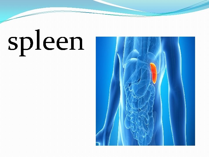 spleen 