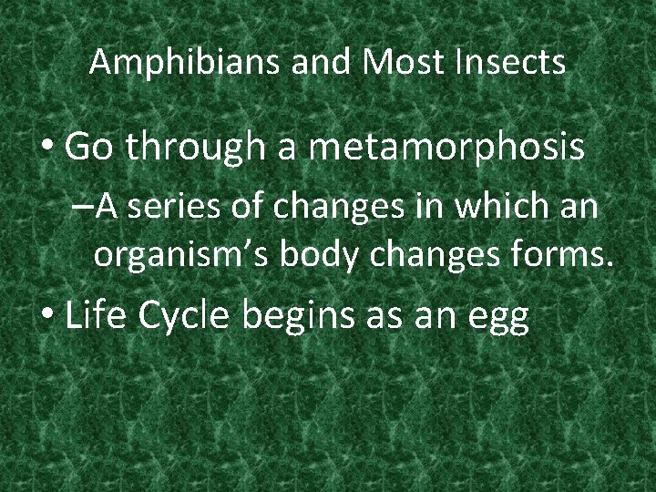 Amphibians and Most Insects • Go through a metamorphosis –A series of changes in