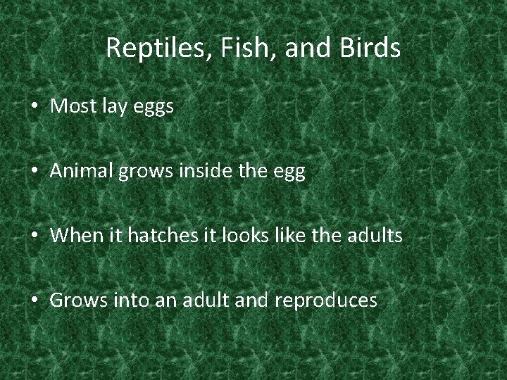 Reptiles, Fish, and Birds • Most lay eggs • Animal grows inside the egg