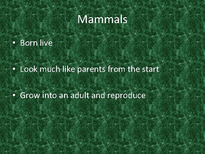 Mammals • Born live • Look much like parents from the start • Grow