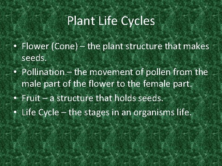 Plant Life Cycles • Flower (Cone) – the plant structure that makes seeds. •