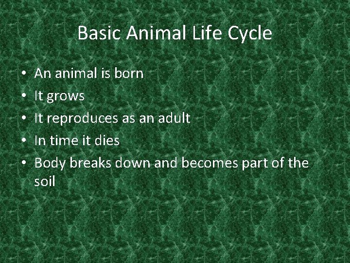 Basic Animal Life Cycle • • • An animal is born It grows It