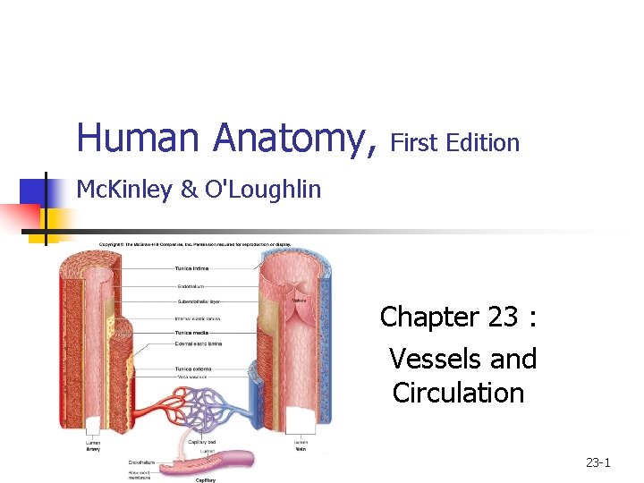 Human Anatomy, First Edition Mc. Kinley & O'Loughlin Chapter 23 : Vessels and Circulation