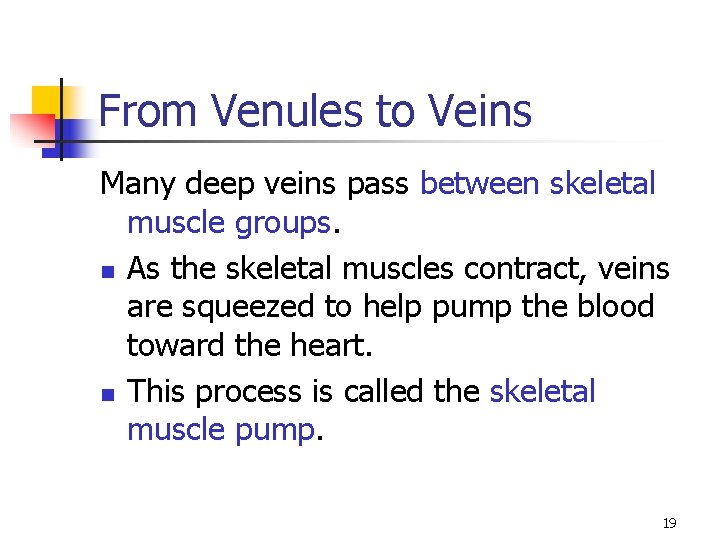 From Venules to Veins Many deep veins pass between skeletal muscle groups. n As