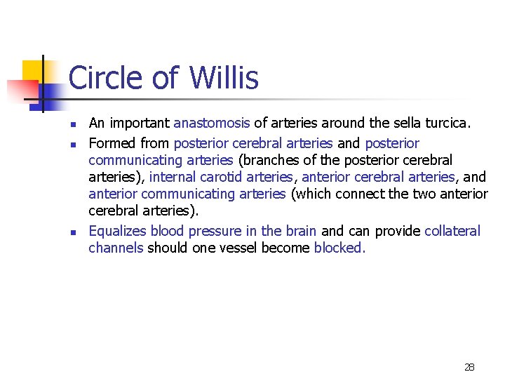 Circle of Willis n n n An important anastomosis of arteries around the sella