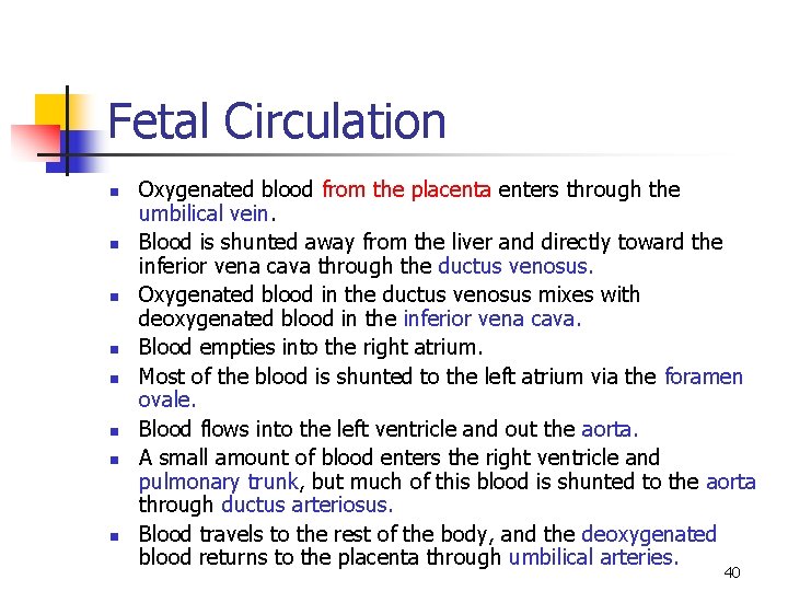 Fetal Circulation n n n n Oxygenated blood from the placenta enters through the