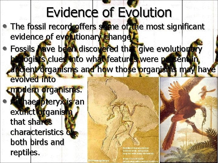 Evidence of Evolution • The fossil record offers some of the most significant •