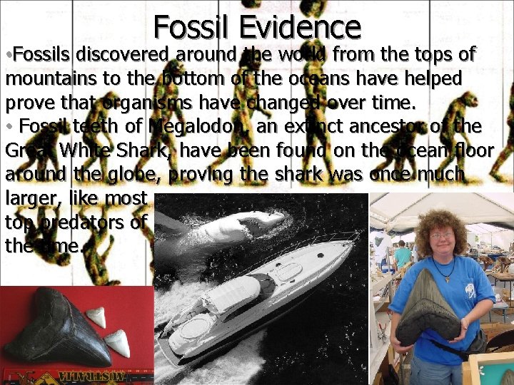 Fossil Evidence • Fossils discovered around the world from the tops of mountains to