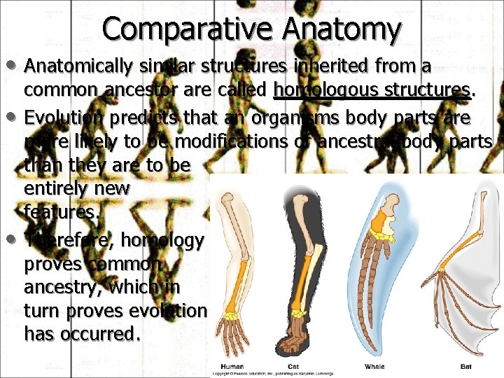 Comparative Anatomy • Anatomically similar structures inherited from a • • common ancestor are