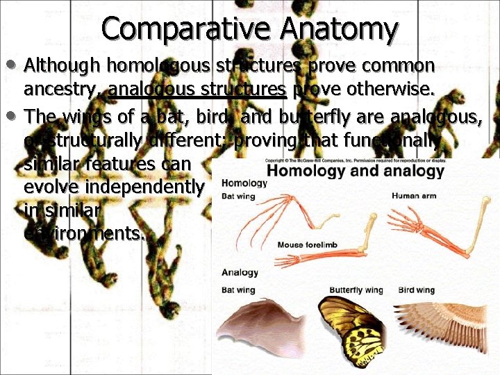 Comparative Anatomy • Although homologous structures prove common • ancestry, analogous structures prove otherwise.