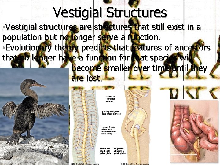 Vestigial Structures • Vestigial structures are structures that still exist in a population but