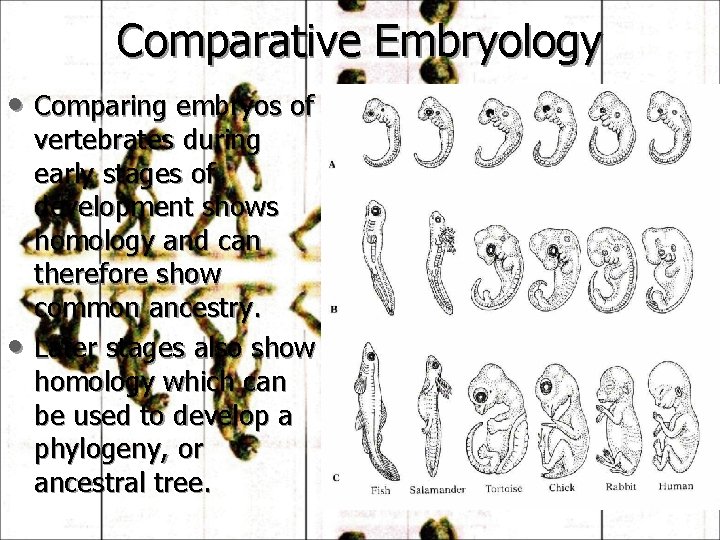 Comparative Embryology • Comparing embryos of • vertebrates during early stages of development shows