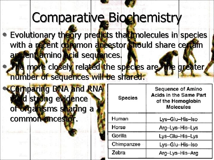 Comparative Biochemistry • Evolutionary theory predicts that molecules in species • • with a