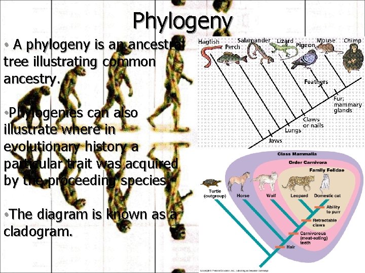 Phylogeny • A phylogeny is an ancestral tree illustrating common ancestry. • Phylogenies can