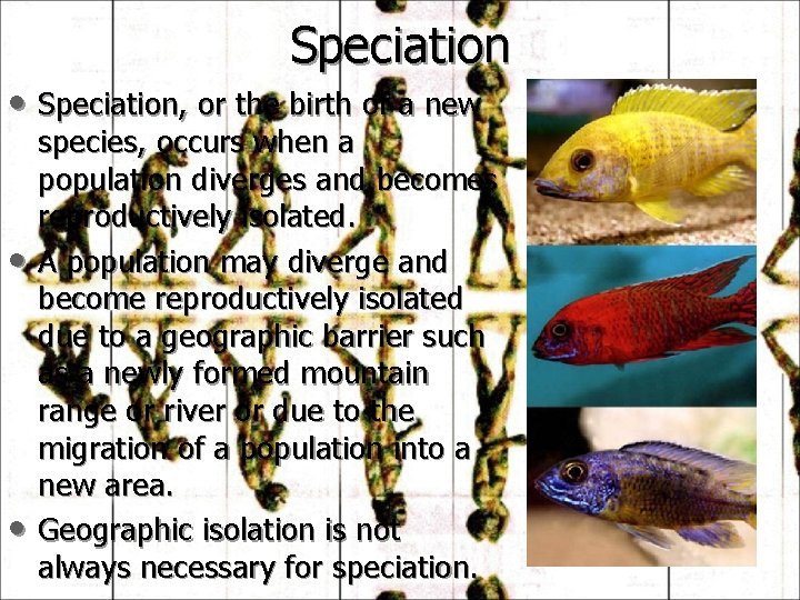 Speciation • Speciation, or the birth of a new • • species, occurs when
