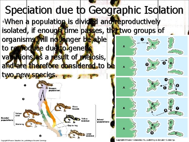 Speciation due to Geographic Isolation • When a population is divided and reproductively isolated,