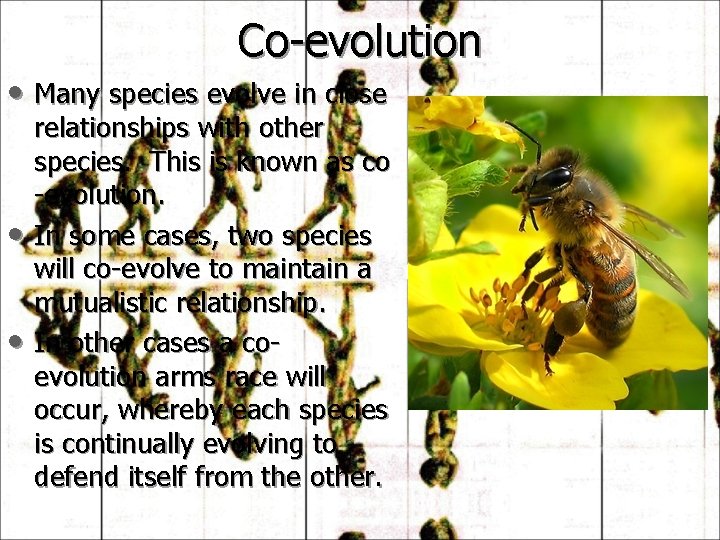Co-evolution • Many species evolve in close • • relationships with other species. This